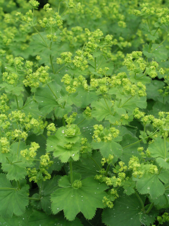 Lady&#39;s Mantle &#39;Alchemilla Thriller&#39; 1 gal