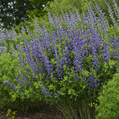 False Indigo 'Baptisia Blueberry Sundae' 2 gal PW