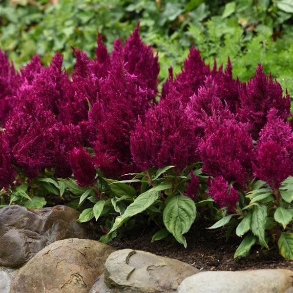 Celosia &#39;First Flame Purple&#39; - 6&quot; pot