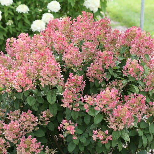 Hydrangea &#39;Little Quick Fire&#39; 60 cm 7 gal PW