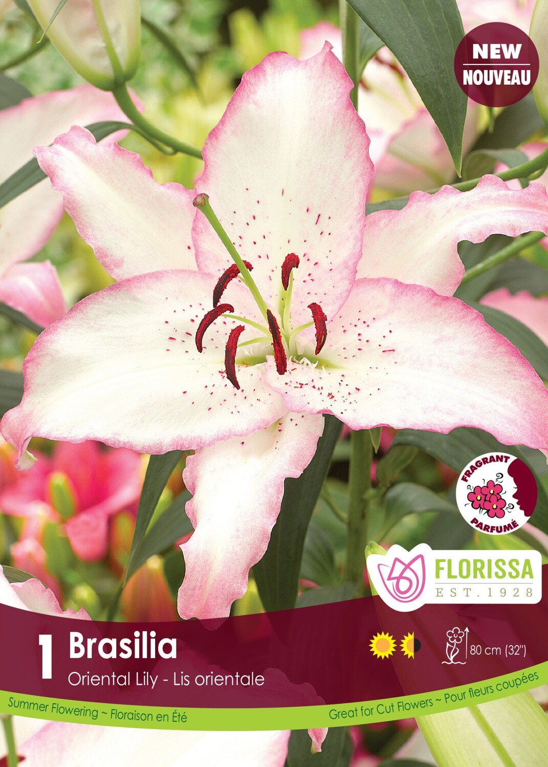 Lily Oriental (bulb pkg) Brasilia (1/pkg)
