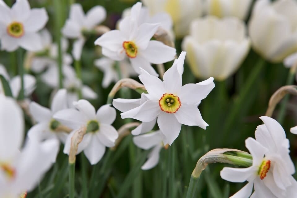 Narcissi (bulb pkg) Poeticus Recurvus 12+ (5/pkg)