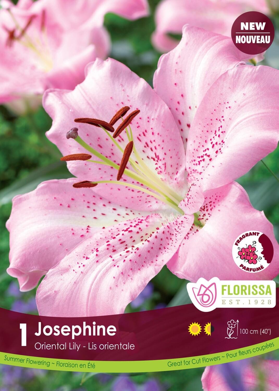Lily Oriental (bulb pkg) Josephine (1/pkg)
