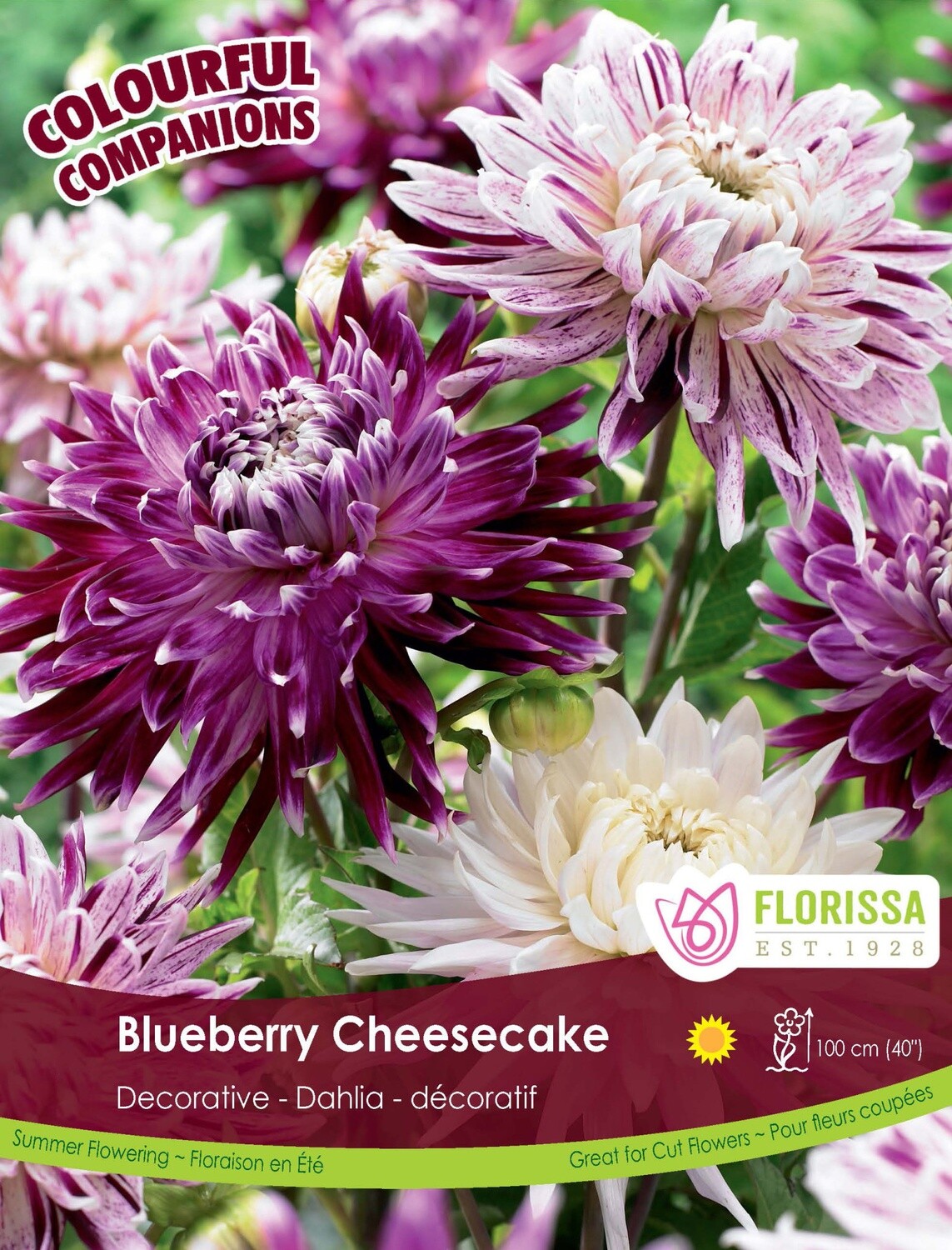 Dahlia (bulb pkg) Blueberry Cheesecake (3/pkg)
