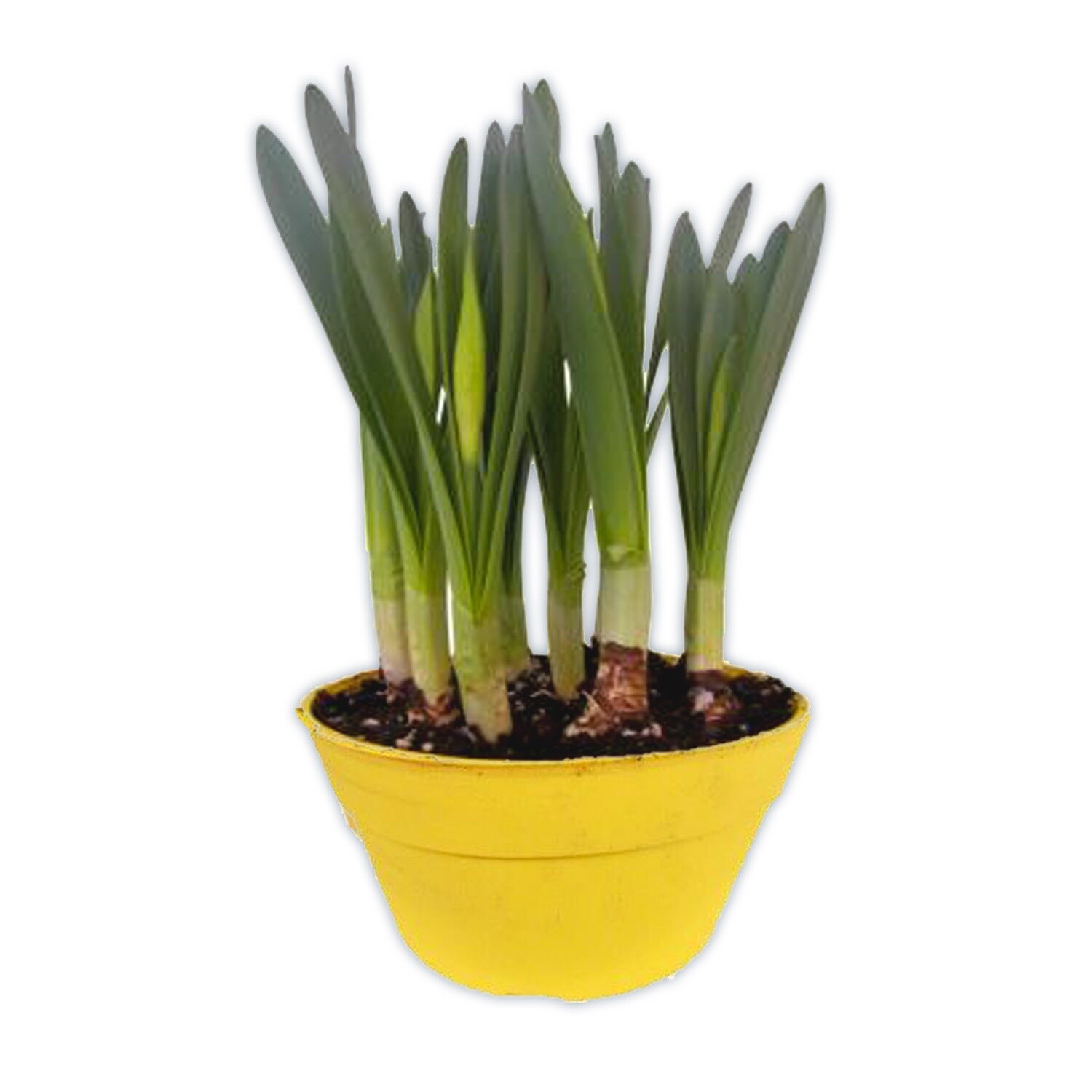 Daffodil - 7" Pot Assorted Colours