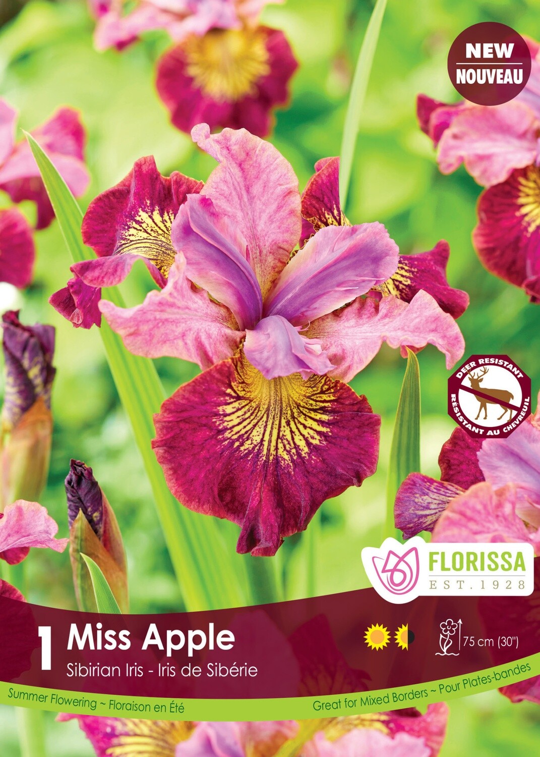 Iris Sibirian (bulb pkg) Miss Apple (1/pkg)