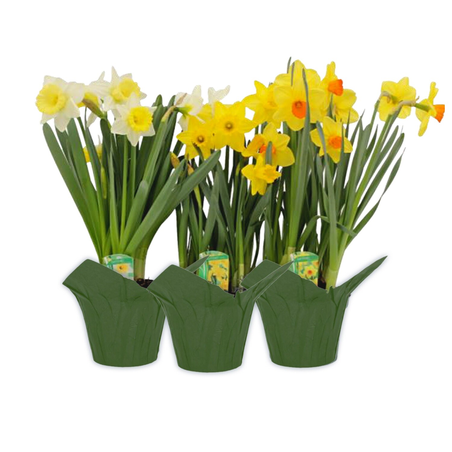 Daffodil - 6" Pot Assorted Colours