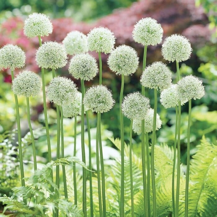 Allium (bulb pkg) Mount Everest 18+ (1/pkg)