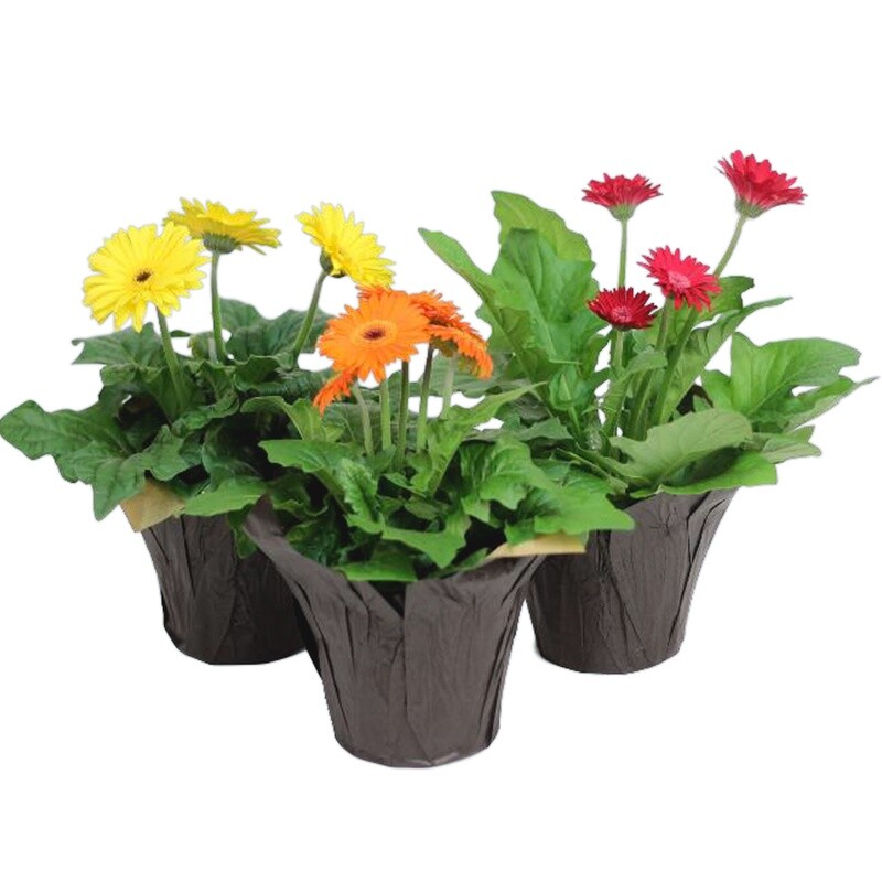 Gerbera - 6&quot; Pot Assorted Colours