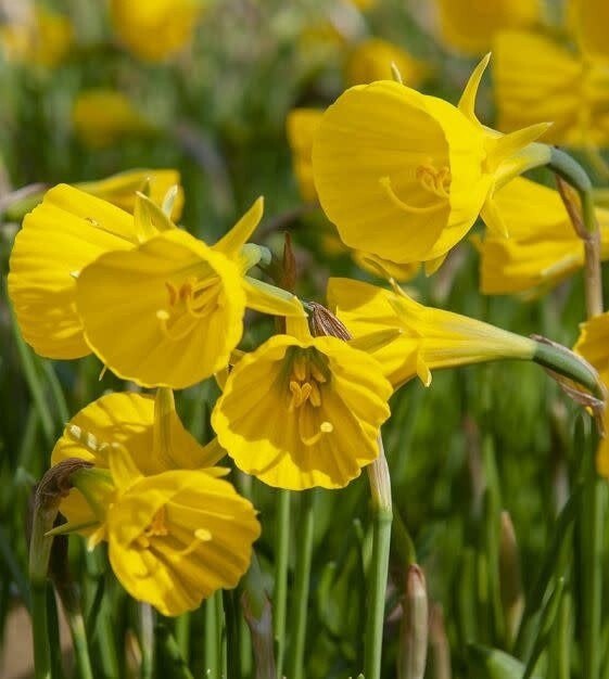 Narcissus (bulb pkg) Golden Bells (5/pkg)