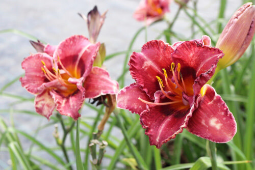 Daylily - Hemerocallis &#39;Always Liberty&#39; - 1 gal