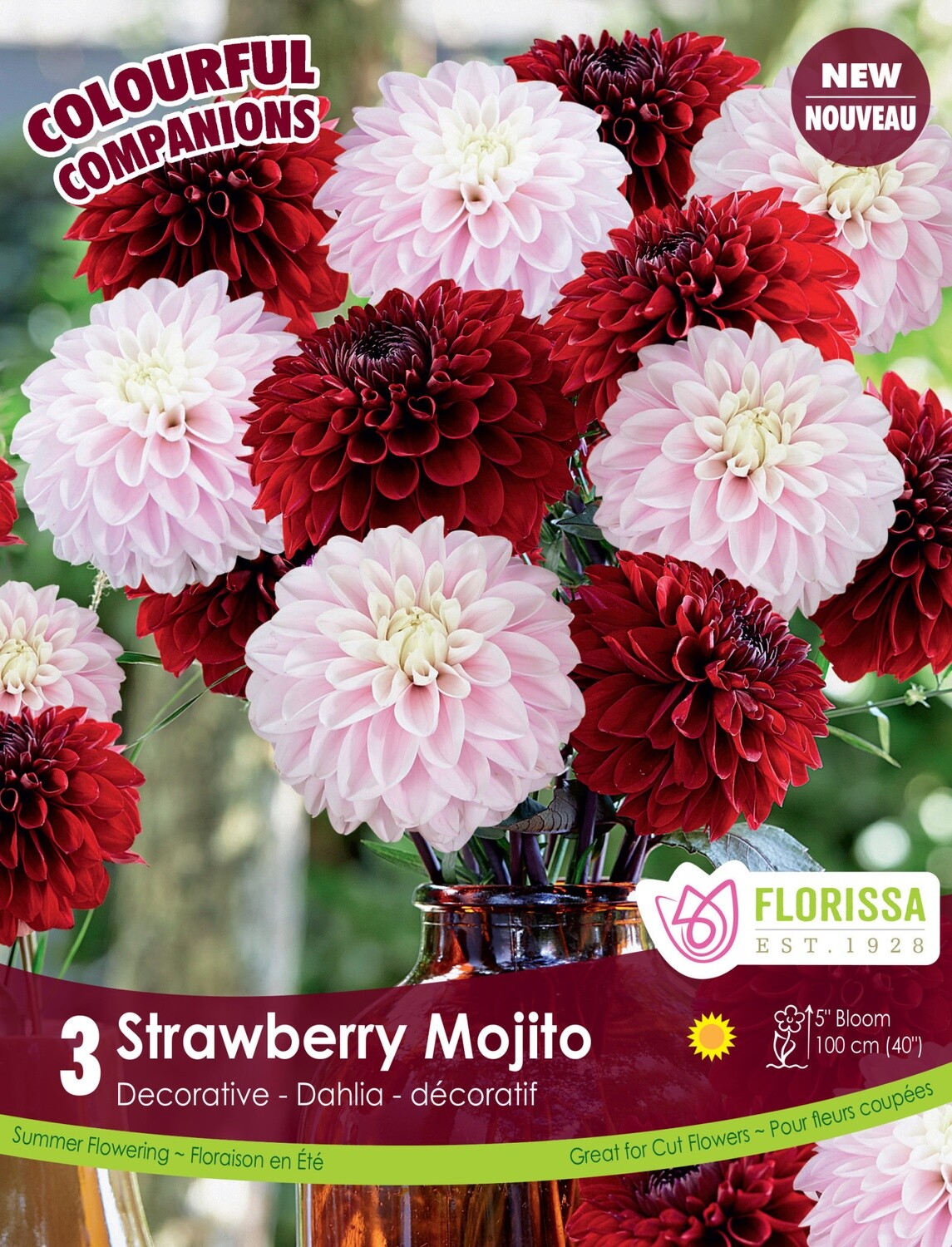 Dahlia (bulb pkg) Strawberry Mojito (3/pkg)
