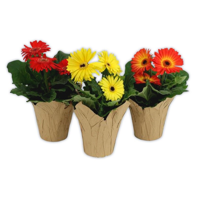 Gerbera 4" Assorted Colours