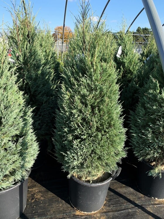 Juniper &#39;Montana Green&#39;  40&quot; 5 gal