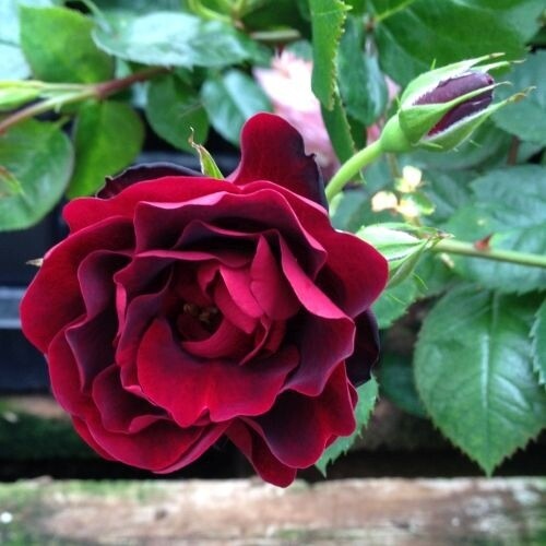 Rose - 'Navy Lady' - 2 gal