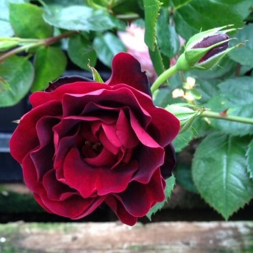 Rose &#39;AC Navy Lady&#39; 2 gal (Red)
