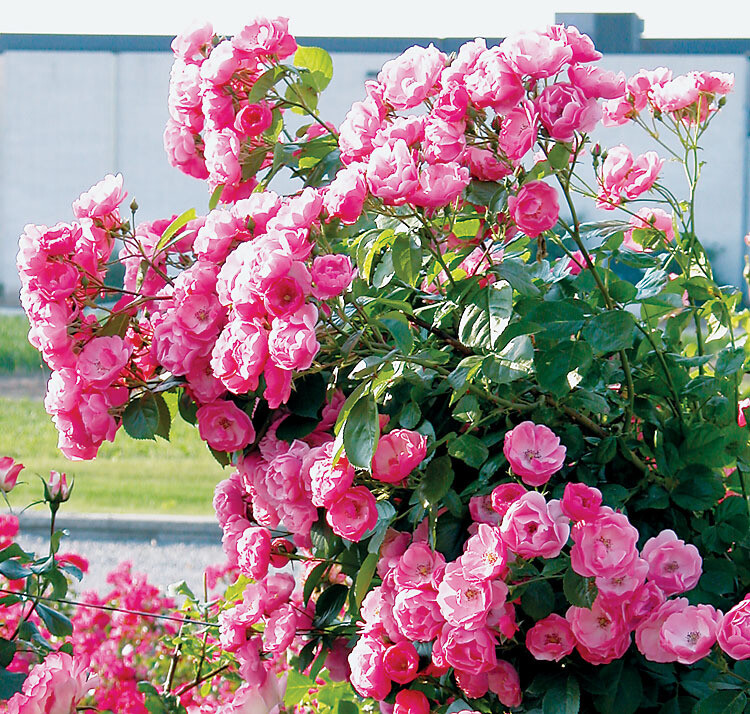 Climbing Rose 'Angela' 2 gal (Pink)