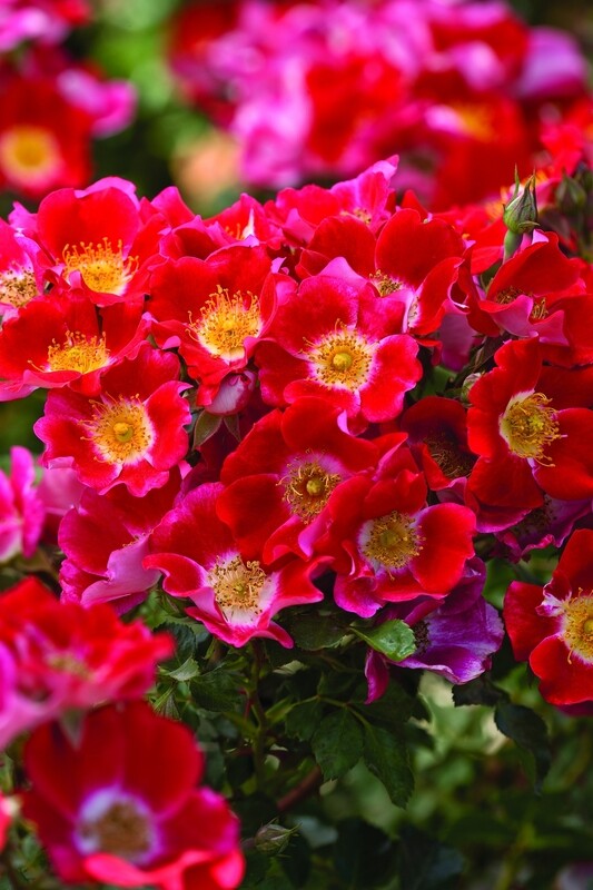 Rose &#39;Carefree Spirt&#39; 2 gal (Multi-colour)