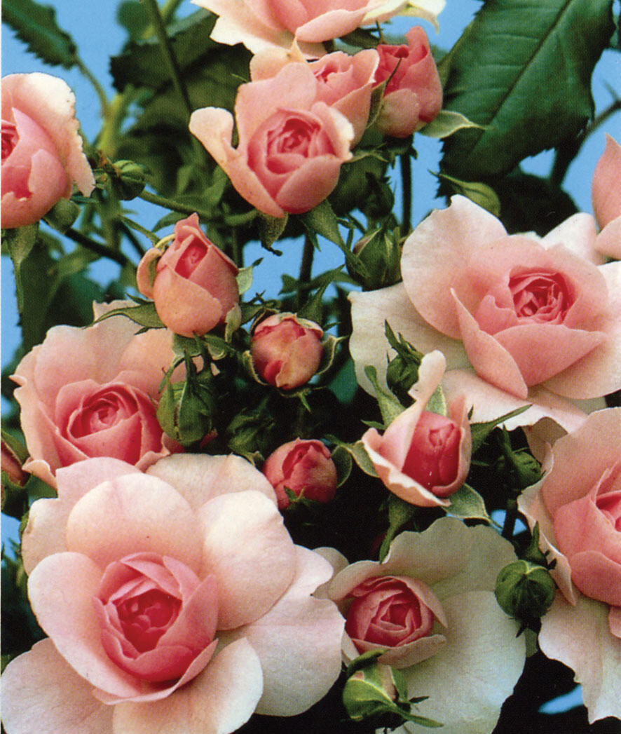 Rose - 'Bonica Rose' - Light Pink 2 gal