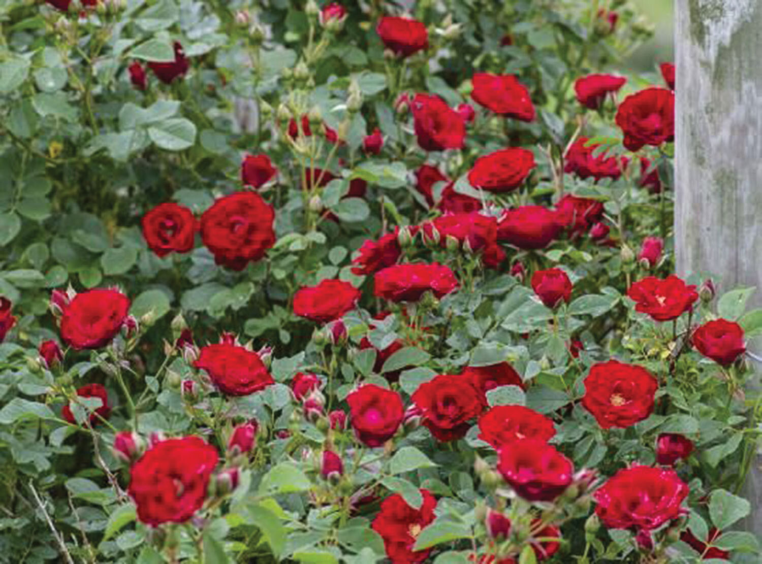 Rose - Climbing 'Chery Frost' - Red - 2 gal
