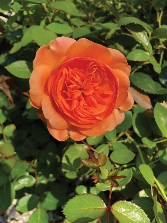 Rose &#39;Double Ambre&#39; 2 gal (Amber)