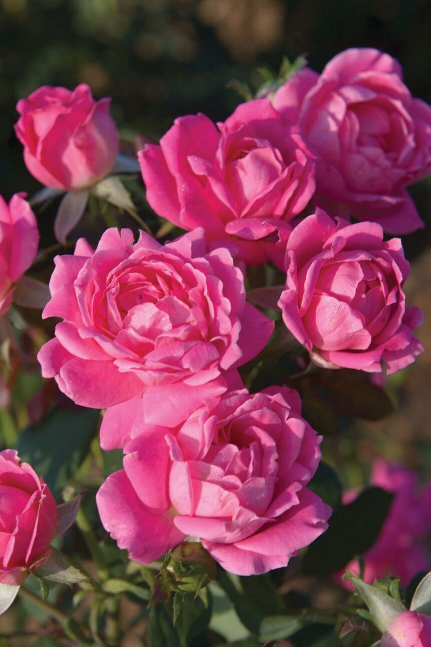 Rose - 'Double Pink Knock Out' - 2 gal