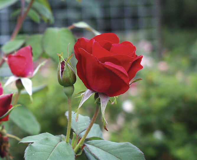 Rose &#39;Emily Carr&#39; 2 gal (Red)