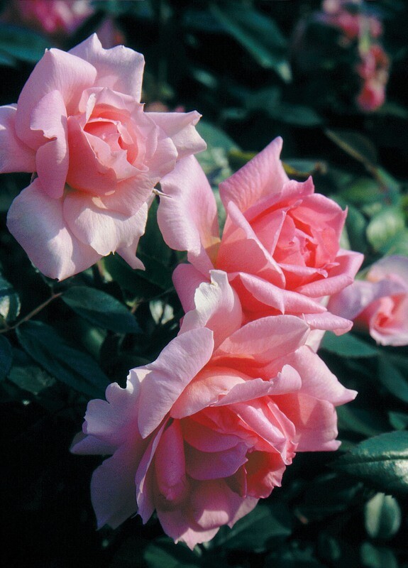 Rose &#39;Lambert Closse&#39; 2 gal (Pink)
