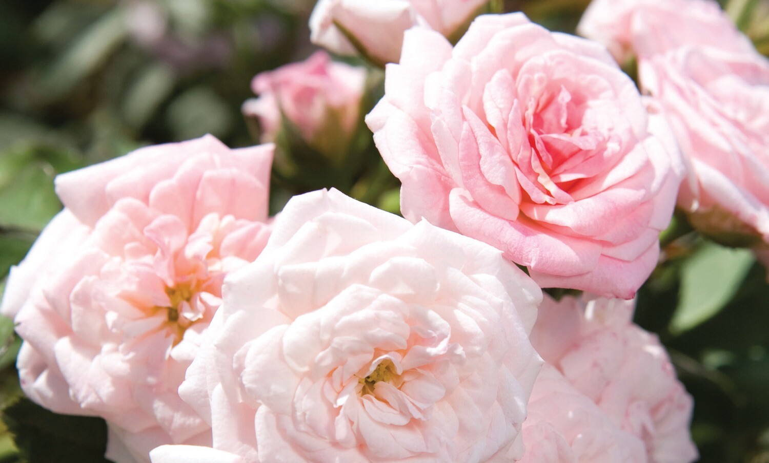 Rose - 'Sweet Drift' - Light Pink - 2 gal