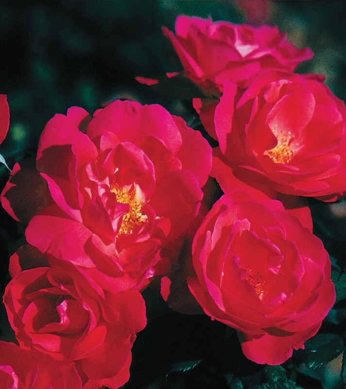 Rose 'Winnipeg Parks' 2 gal (Red)