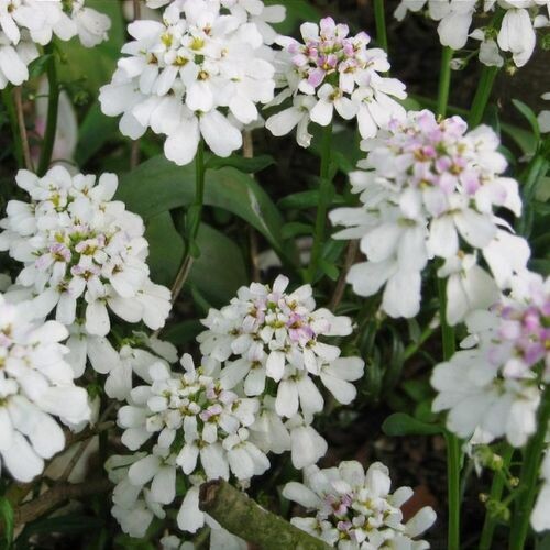 Candytuft Iberis 'Tahoe' - 4"