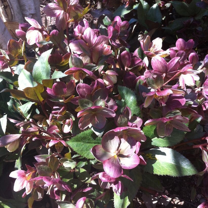 Helleborus &#39;Pink Frost&#39; 1 gal