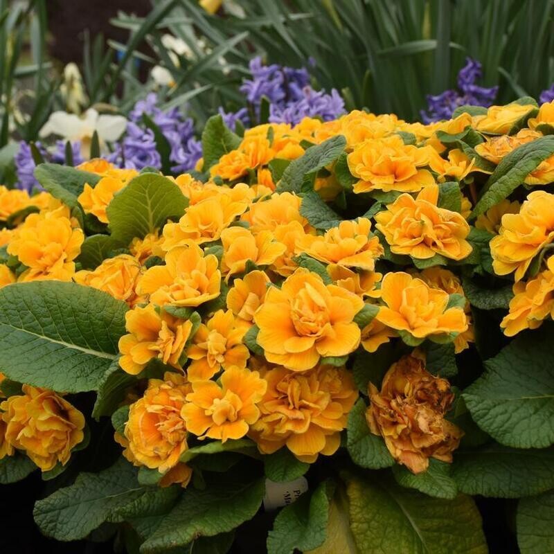 Primula 'Bouquet Perfect Mandarin' 1 gal PW