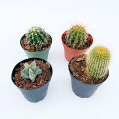 Cactus Assorted 2.5"