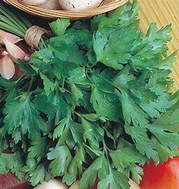 Parsley 'Giant of Italy' 4 "