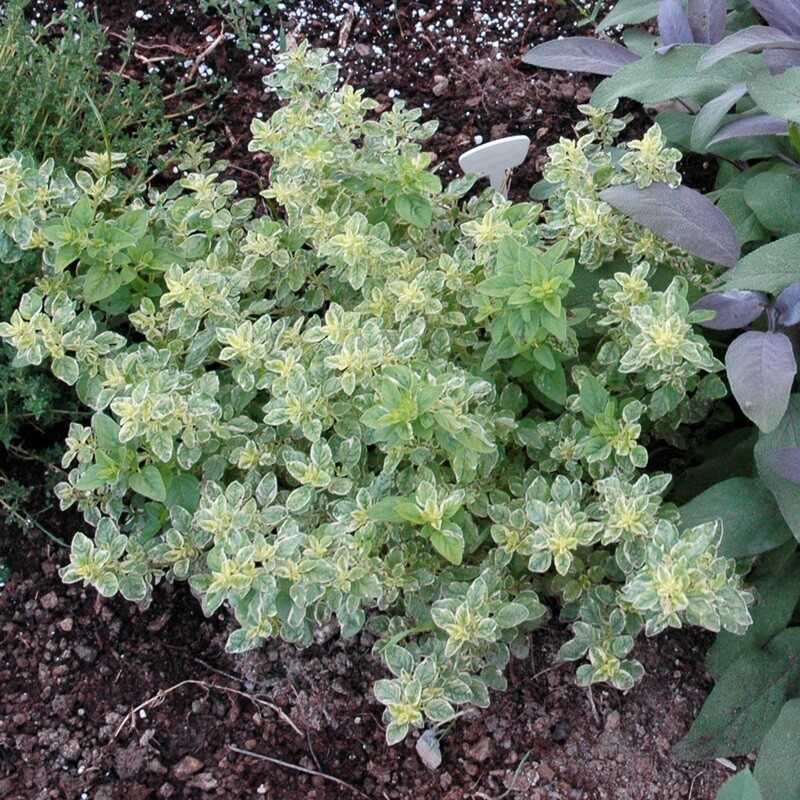 Oregano 'Variegated' 4"