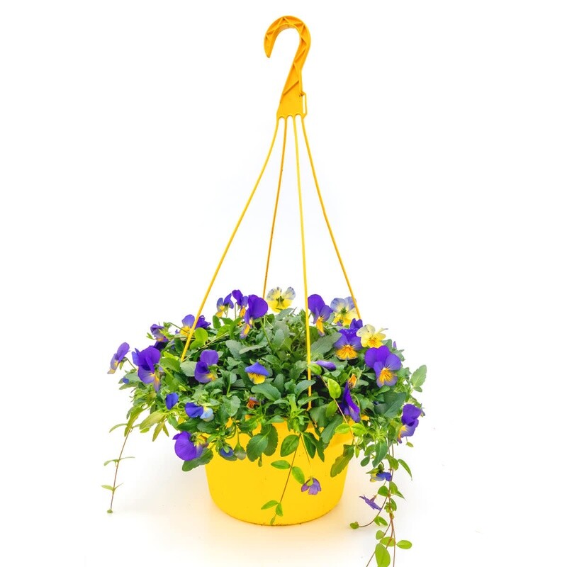 Pansy/Vine HB 12" - various colours