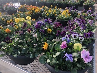 Pansy or Viola 12" Bowl - Various Colours