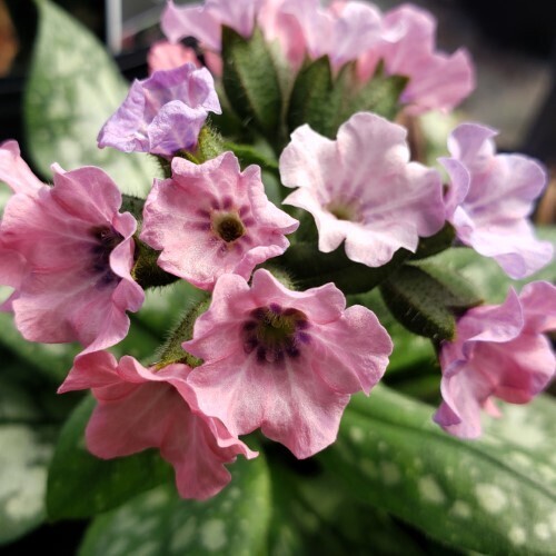 Lungwort 'Pretty in Pink' - 1 gal
