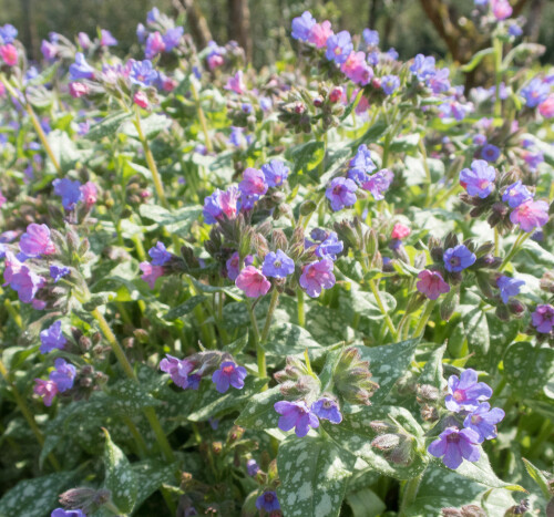Lungwort &#39;Trevi Fountain&#39; 1 gal