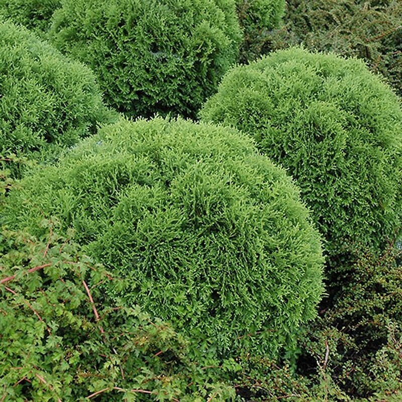 Cedar 'Little Giant Globe' 3 gal