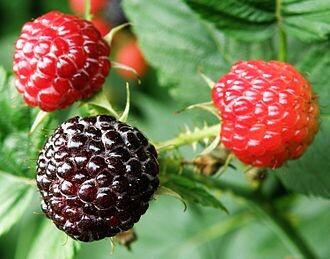 Black Raspberry &#39;Jewel&#39; 2 gal