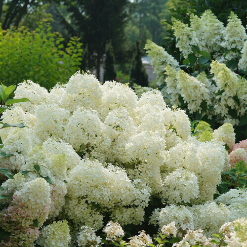 Hydrangea 'Puffer Fish' 2 gal PW