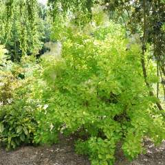 Smokebush &#39;Winecraft Gold&#39; 2 gal PW