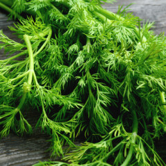 Dill ORGANIC 4.5"