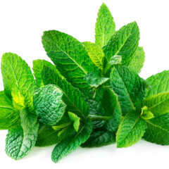 Mint Spearmint ORGANIC 4 &quot;