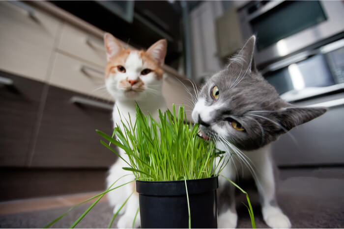 Cat Grass ORGANIC 4"