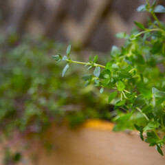Thyme ORGANIC &#39;Garden&#39; 4&quot;