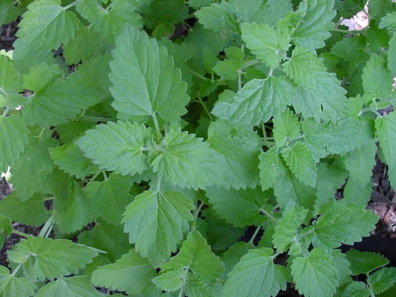 Catnip 4"