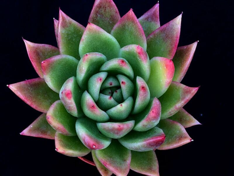 Succulent - Echeveria Assorted 3&quot;